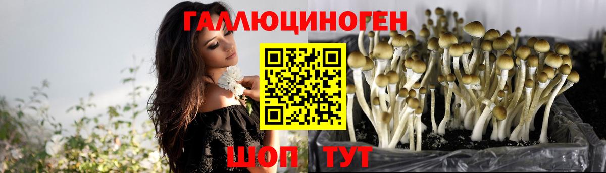 Лосино-Петровский  Псилоцибиновые грибы MAGIC MUSHROOMS  Вход с VPN 
